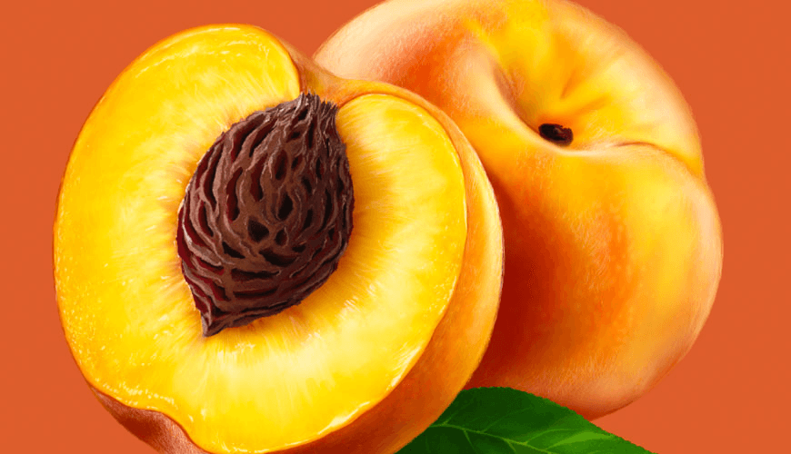 Scelerisque vestibulum urna